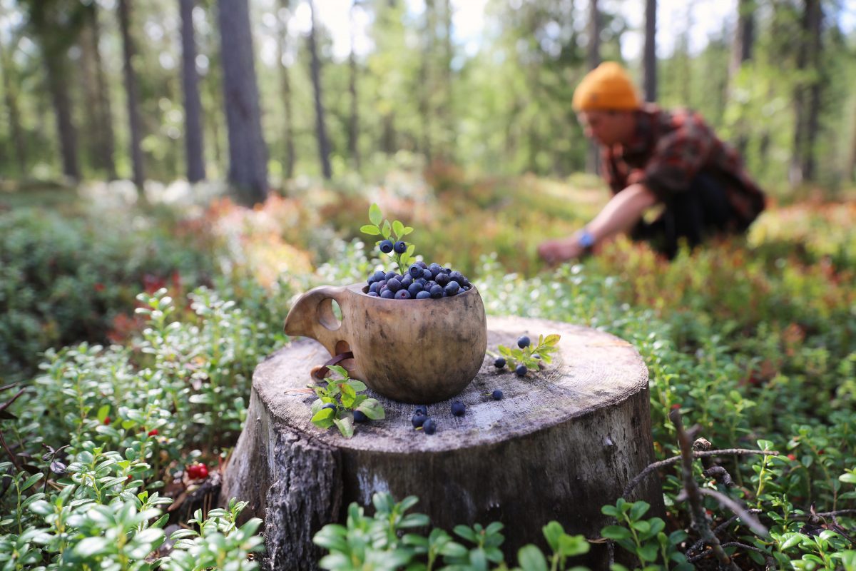Saimaa European Region of Gastronomy 2024 -juhlavuosi tuo esiin itäisen Suomen parhaat palat